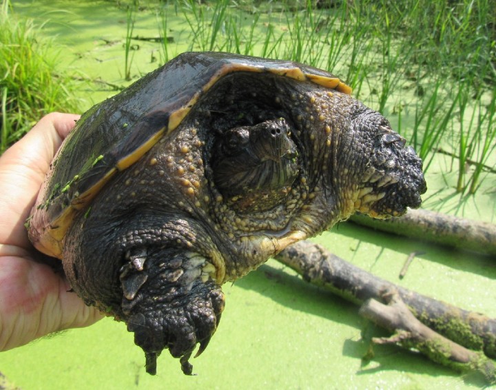 Common Snapping Turtle